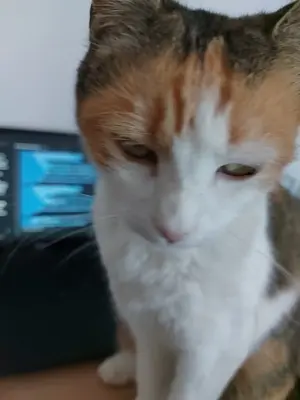 Une chatte isabelle près d'un ordinateur.